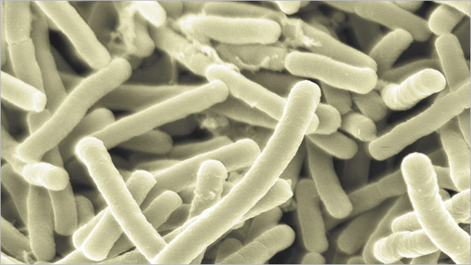 乳酸菌（LAC-343） フローナ エクオール