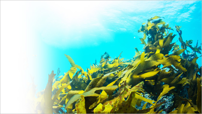 アクティブファイバーは、海藻由来の食物繊維。水溶性、不溶性の2種類の食物繊維を含んでいます。食品中のナトリウムをサポートする働きがあります